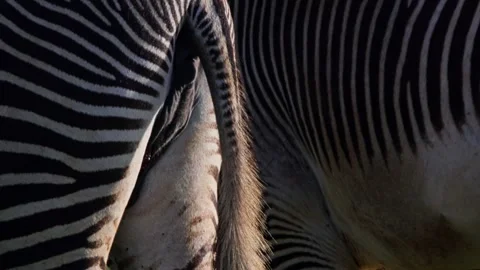 Close up of a Grevy zebra wagging tail while grazing in Africa Stock Footage 251897822