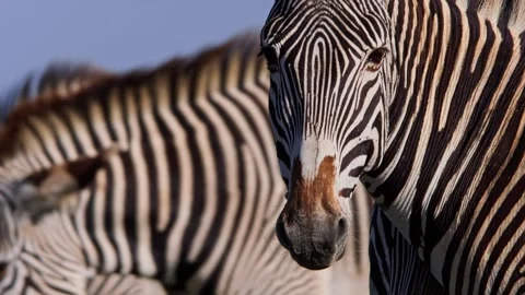 Close up of a Grevy zebra's head within its dazzle in Africa Stock Footage 251903674