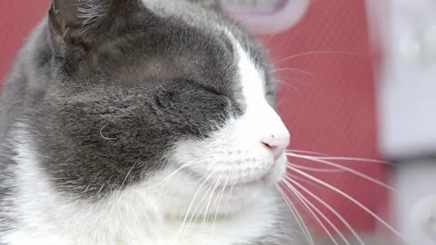 Close up of a grey and white cat. Head shot. Sitting in the sunshine Stockbeeldmateriaal 243097383