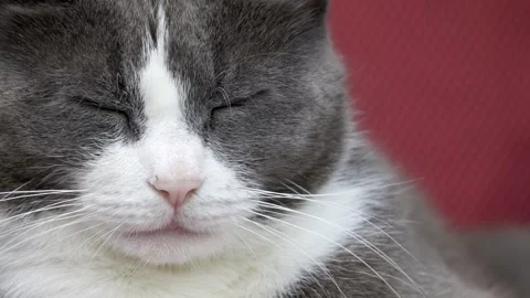 Close up of a grey and white cat. Head shot. Sitting in the sunshine 库存影片 243097446