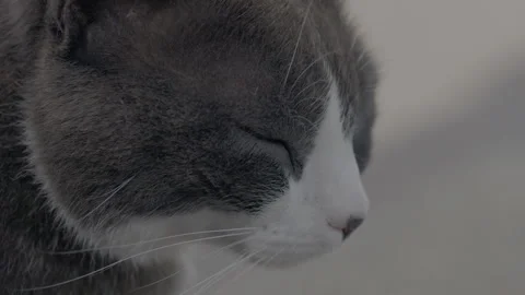 Close-up of a grey and white cat Видео 339729160