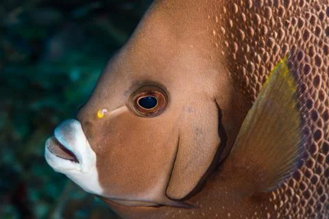 Close-up of grey angelfish head Stock Photos