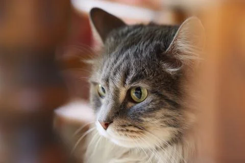 Close-up grey angora cat under a chair Fotos de archivo