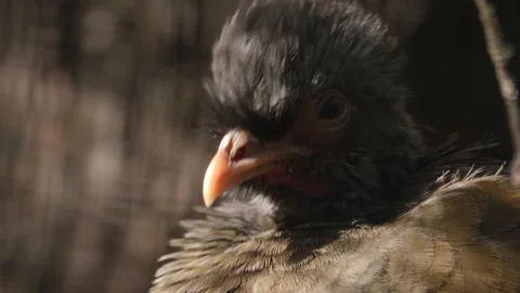 Close up of  Grey bird  head Stock Footage 219514970