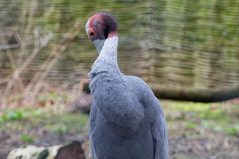 Close-up of a Grey Bird with Unique Head Features Stock Photos