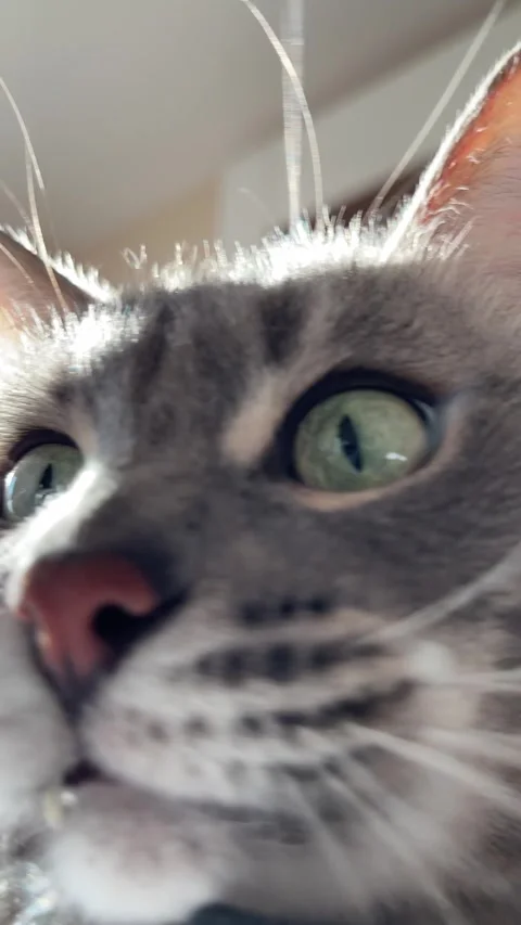 Close-up of a grey cat with expressive face Stock Footage 304261256