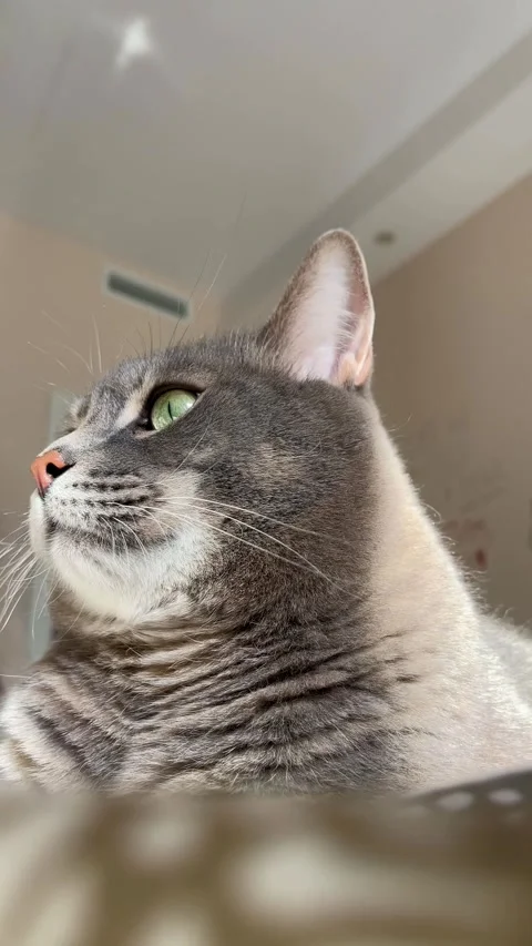 Close-up of a grey cat lying on a bed Stock Footage 304261345