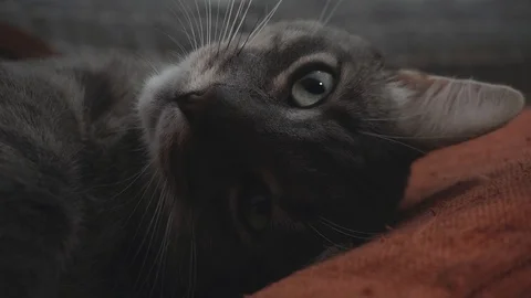 Close-up of grey cat lying on its back Video stock 122579894