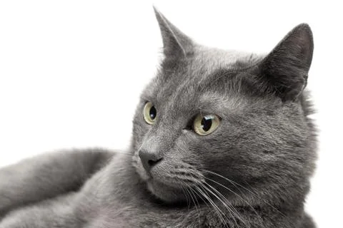 Close-up of a grey cat lying over white background Stock Photos