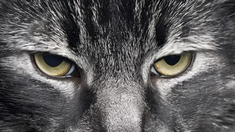 Close-up of a grey cats mesmerizing eyes staring directly into the camera Video stock 316699181