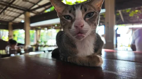 Close up grey color cat lying on wooden table looking at camera. Vidéo 274052573