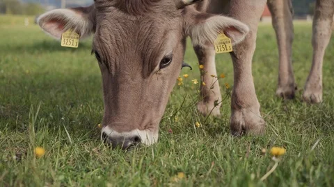 Close up of a grey cow's head grazing in the pasture, eating green grass Vídeo Stock 116416572