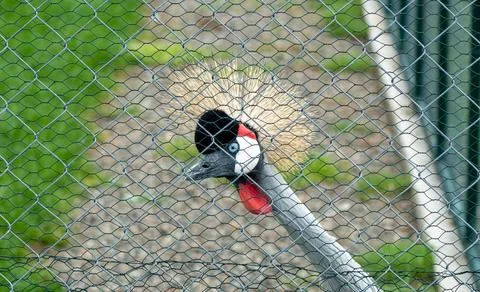 Close-up of a Grey Crowned Crane behind a chain-link fence, its bright eyes.. Stock Photos