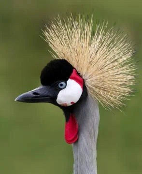 Close up of a Grey crowned crane Stock Photos