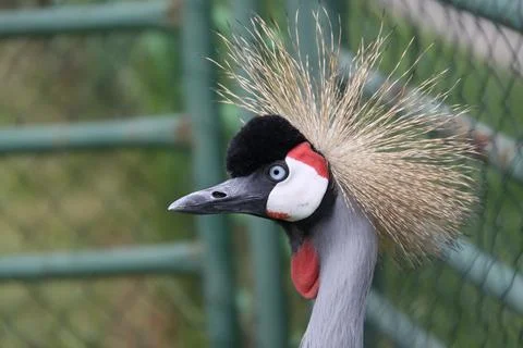 Close-up of a grey crowned crane Stock Photos