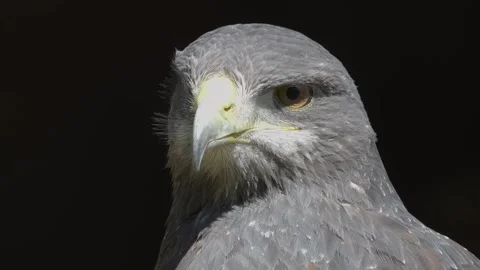 Close up of a grey eagle buzzard  Stock Footage 274262682