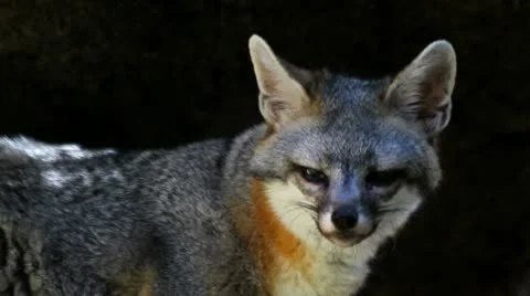 Close Up Grey Fox Sniffs Air Licks Lips Vidéo 11236372