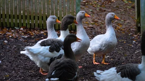 Close up of grey goose Stock Footage 140781316