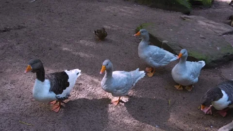 Close up of grey goose Stock Footage 252157895