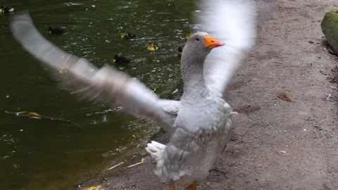 Close up grey goose Video stock 259988865
