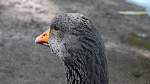 Close up grey goose Stock Footage 259990292