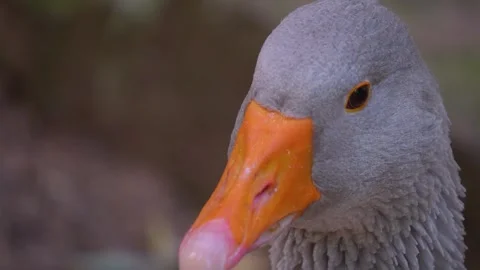 Close up grey goose head  Stock Footage 252099950