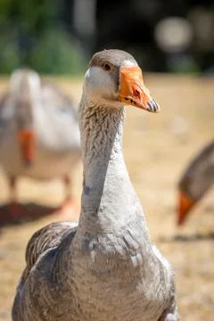Close Up of a Grey Goose Looking at the Camera Stock Photos