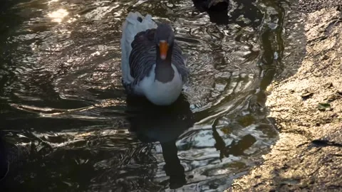 Close up of grey goose in pond Stock Footage 291689335