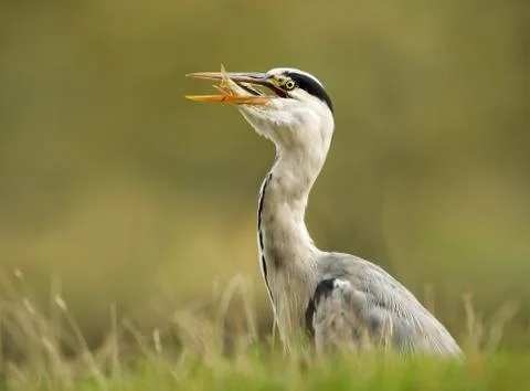 Close up of a Grey heron with a catch Stock Photos