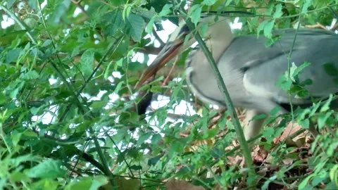 Close-Up of a Grey Heron Catching a Mouse in the Wild 스톡 동영상 313610151
