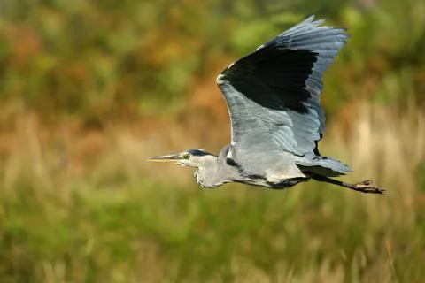 Close up of Grey heron in flight Stock Photos