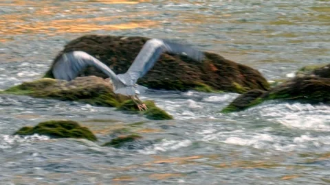 Close-up of grey heron flying over river in summer Stock Footage 314766707
