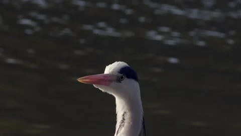 Close up of a grey heron. Stock Footage 150349358