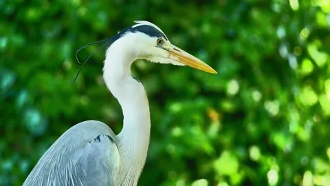 Close-Up of a Grey Heron in Nature During Summer Stock Footage 313599736
