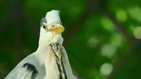 Close-Up of a Grey Heron in Nature During Summer Stock Footage 313599751