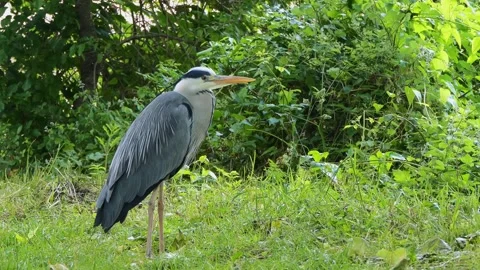 Close-Up of a Grey Heron in Nature During Summer Stock Footage 313599804