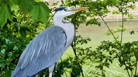 Close-Up of a Grey Heron in Nature During Summer Stock Footage 313599812