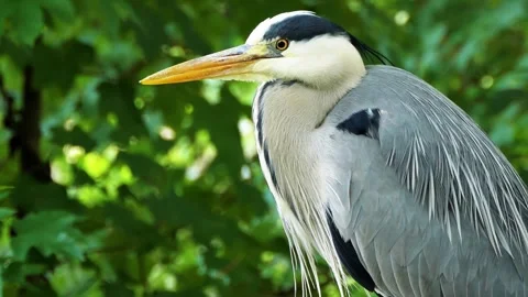 Close-Up of a Grey Heron in Nature During Summer Stock Footage 313599817