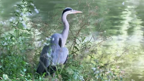 Close-Up of a Grey Heron in Nature Stock Footage 313606332