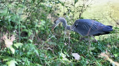 Close-Up of a Grey Heron in Nature Video stock 313606337