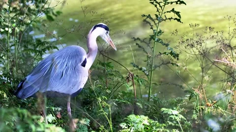 Close-Up of a Grey Heron in Nature Stock Footage 313606357