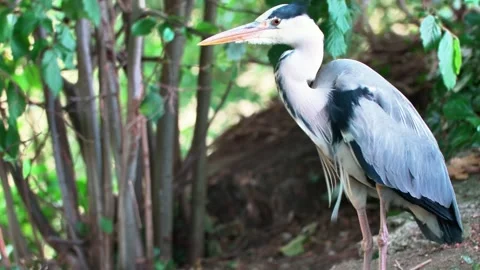 Close-Up of a Grey Heron in Nature Stock Footage 313606358