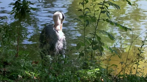 Close-Up of a Grey Heron in Nature Stock Footage 313606402
