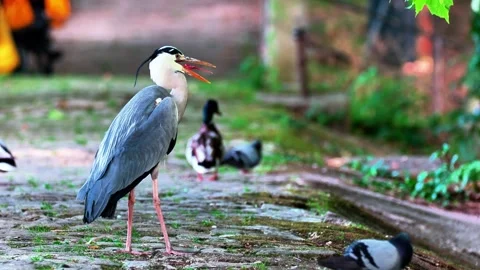 Close-Up of a Grey Heron in Nature Stock Footage 313606404