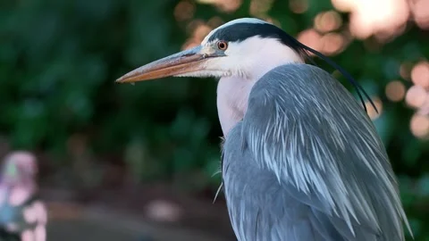 Close-Up of a Grey Heron in Nature Stock Footage 313606421