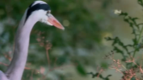 Close-Up of a Grey Heron in Nature Stock Footage 313606429