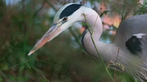 Close-Up of a Grey Heron in Nature Stock Footage 313606441