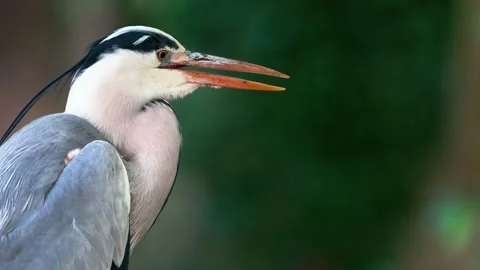 Close-Up of a Grey Heron in Nature Stock Footage 313606449
