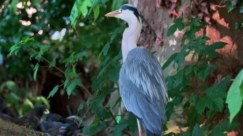 Close-Up of a Grey Heron in Nature Stock Footage 313606460