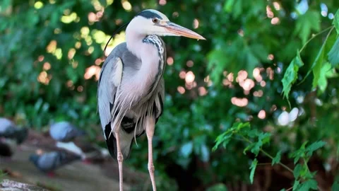 Close-Up of a Grey Heron in Nature Stock Footage 313606470